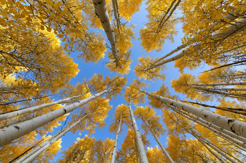 Upward view through a dense grove of aspen trees with yellow autumn leaves against a clear blue sky