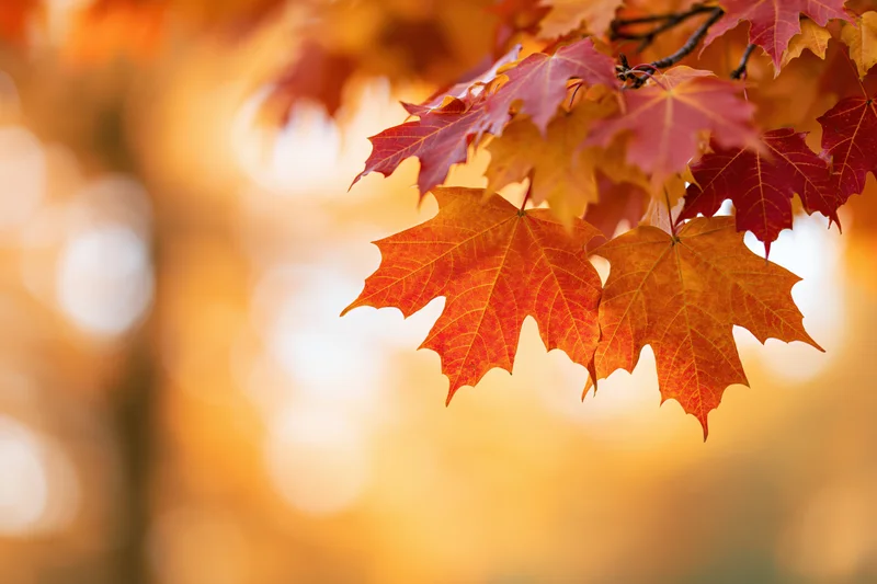 Maple branch with orange and red autumn leaves hanging across in a sunlit outdoor setting