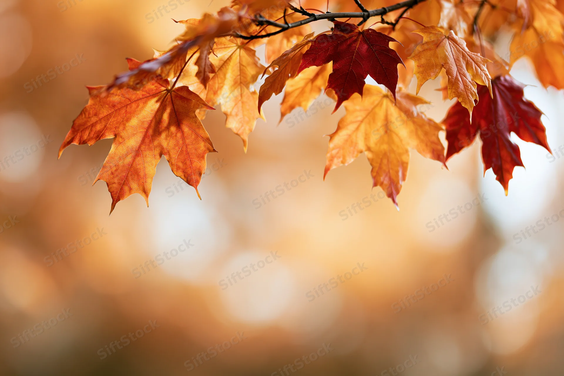 Maple branch with orange and red autumn leaves hanging across a blurred natural background