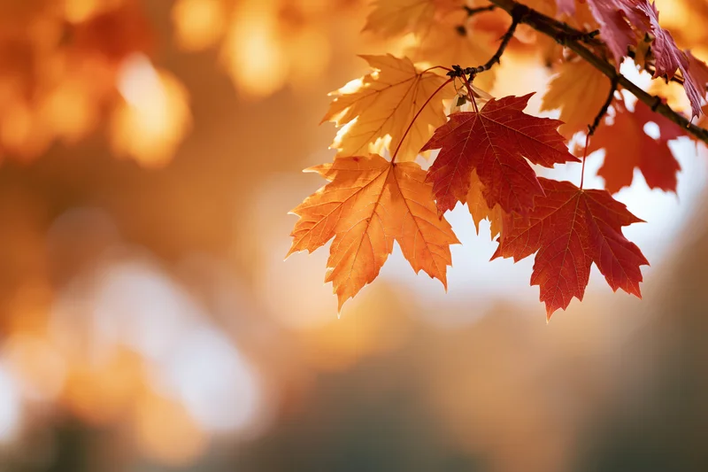 Maple branch with orange and red autumn leaves hanging across in sunlight