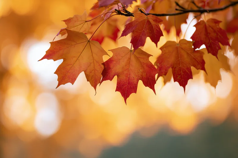 Maple branch with orange and red autumn leaves hanging across a blurred golden background