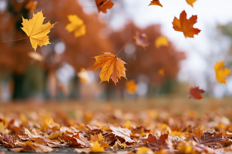 Maple leaves falling midair in an autumn park with scattered leaves on the ground