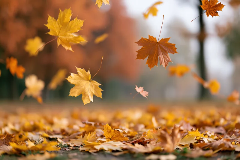 Maple leaves falling midair in an autumn park scattered on the ground