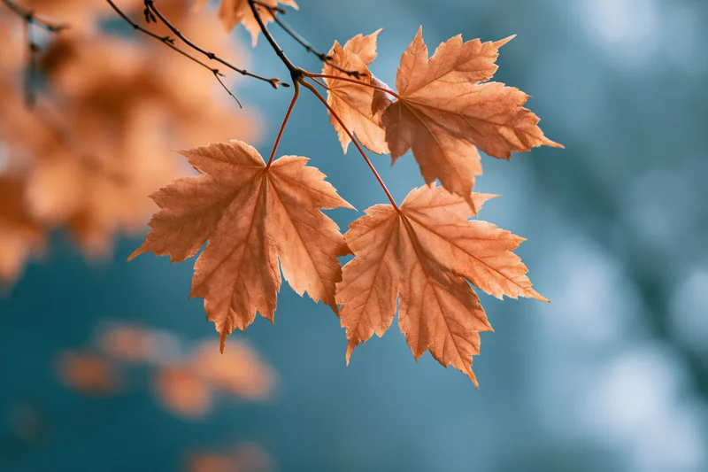 Maple leaves in autumn color hanging from thin branches against a blurred blue background