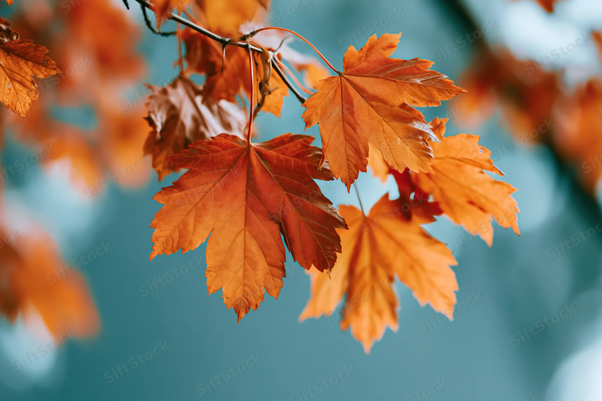 Maple leaves in peak autumn color hanging from thin branches against a blurred blue sky