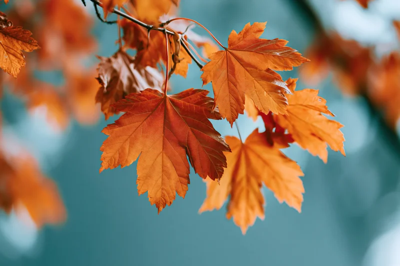 Maple leaves in peak autumn color hanging from thin branches against a blurred blue sky