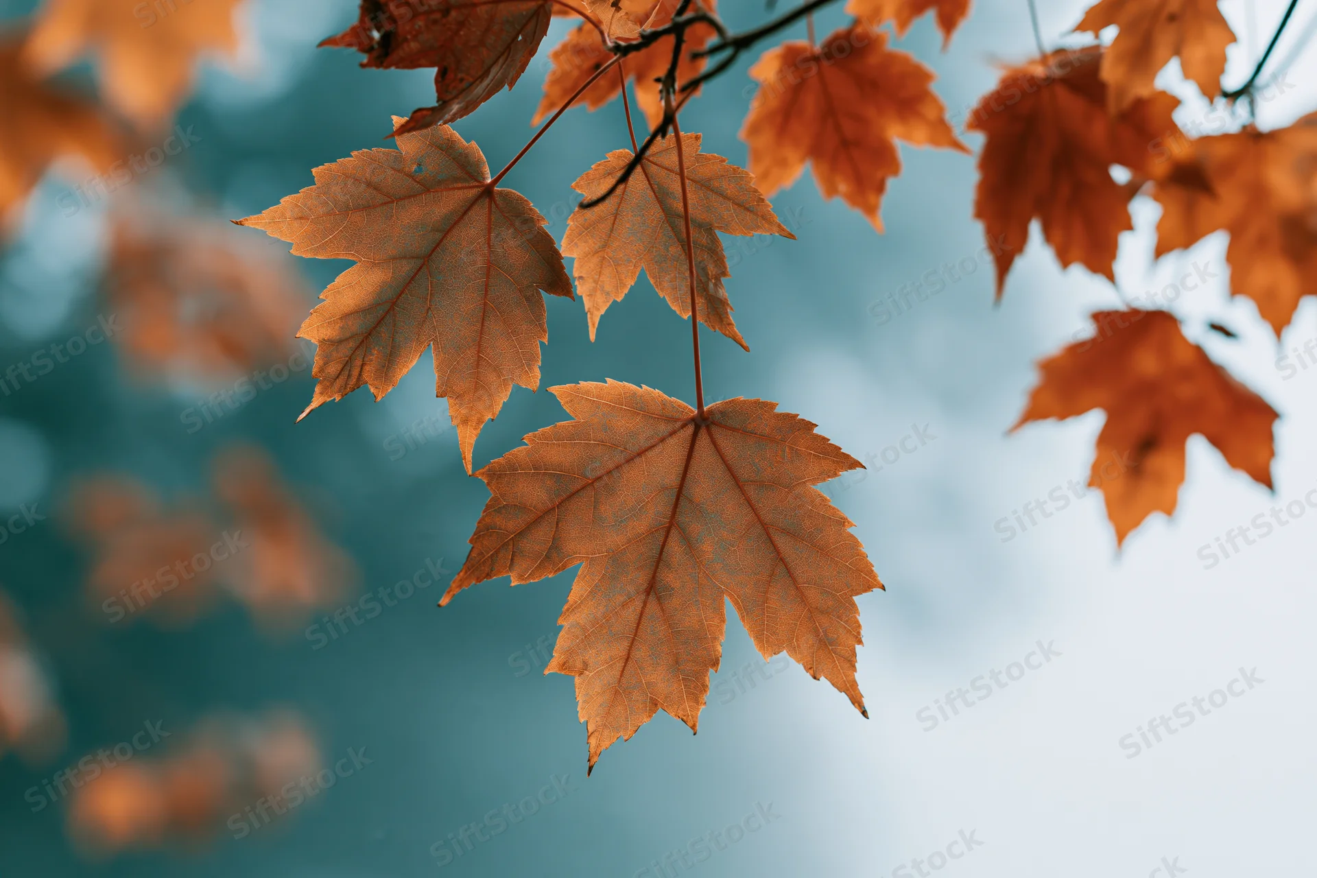 Maple leaves in autumn colors hanging from thin branches against a blurred sky background