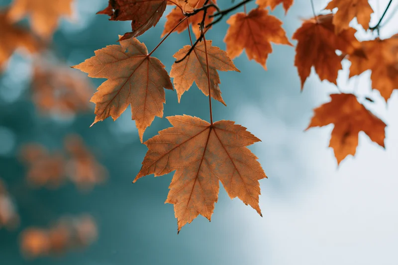 Maple leaves in autumn colors hanging from thin branches against a blurred sky background