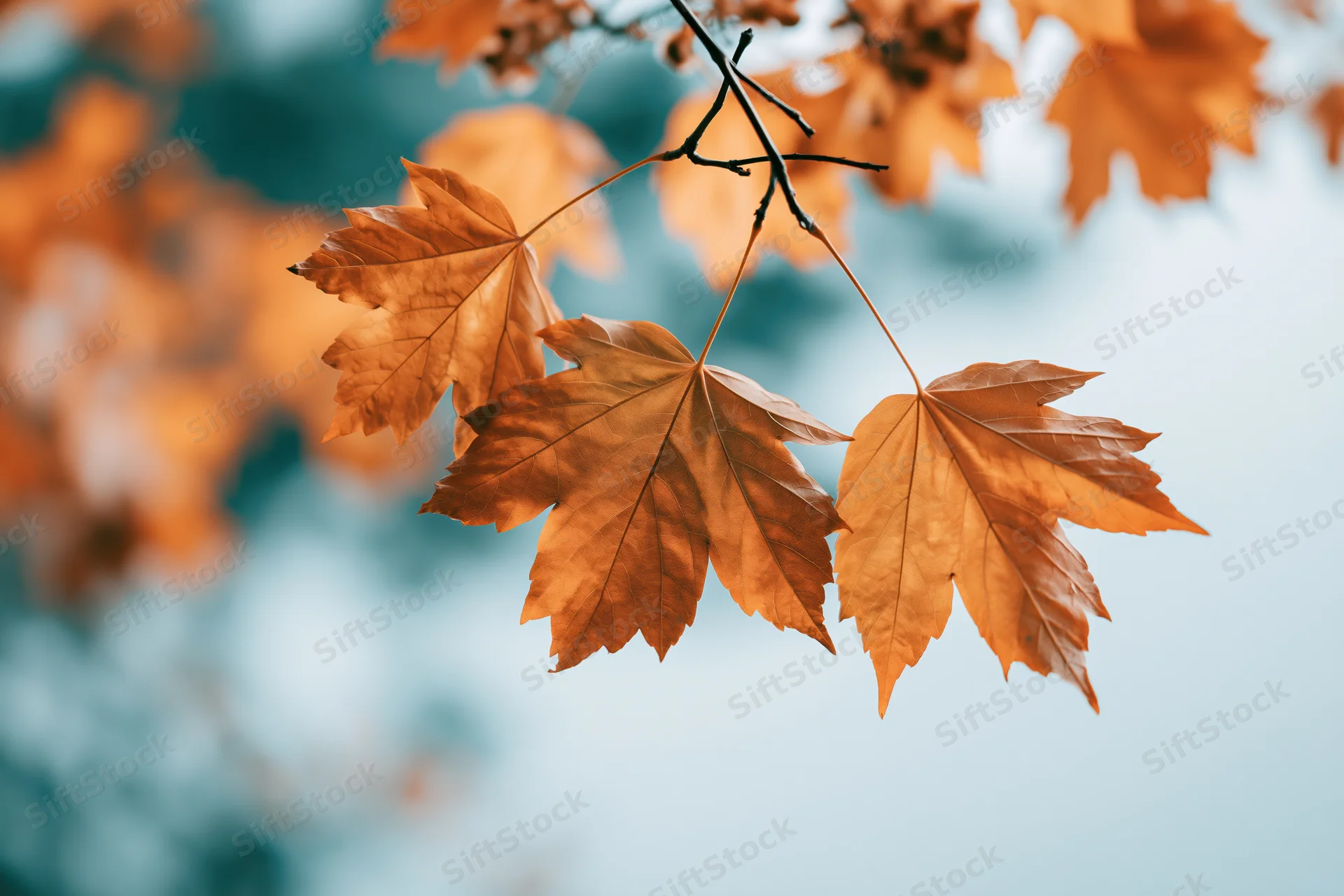 Maple leaves in autumn color hanging from thin branches against a blurred sky background