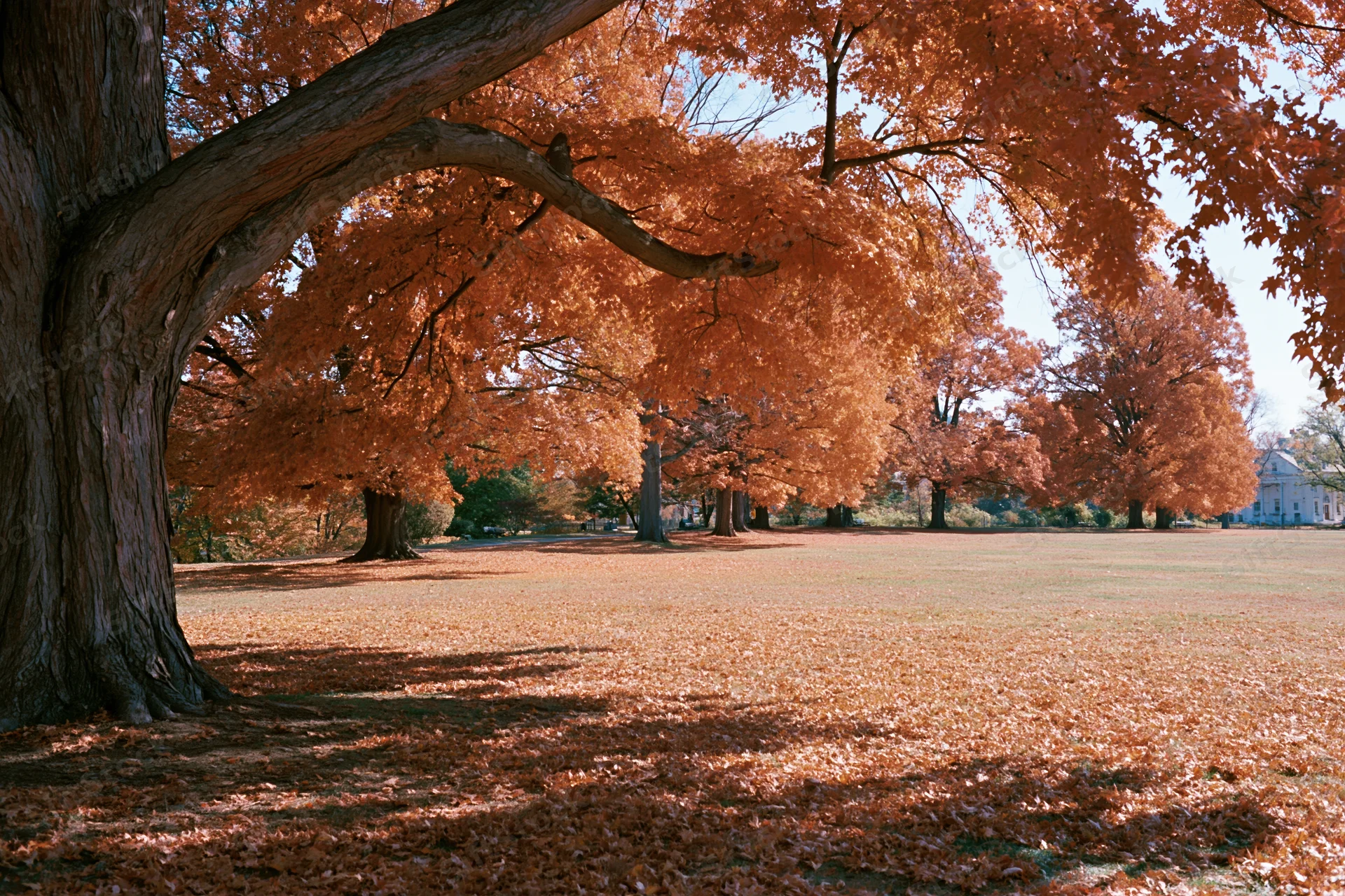 Mature maple trees in full autumn color lining an open park lawn