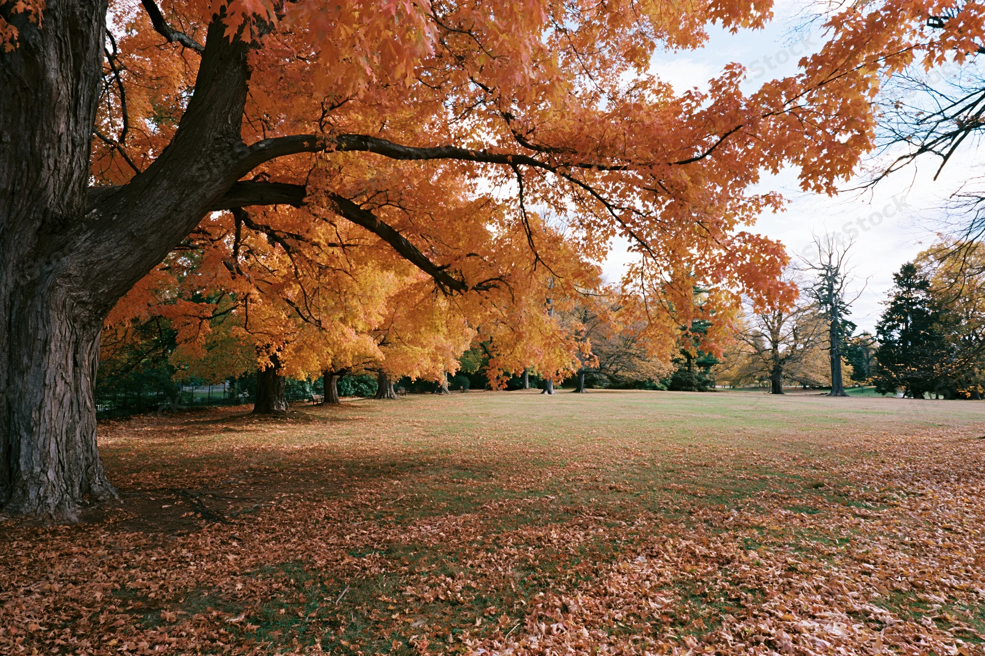 Mature maple trees in full autumn color lining an open park lawn