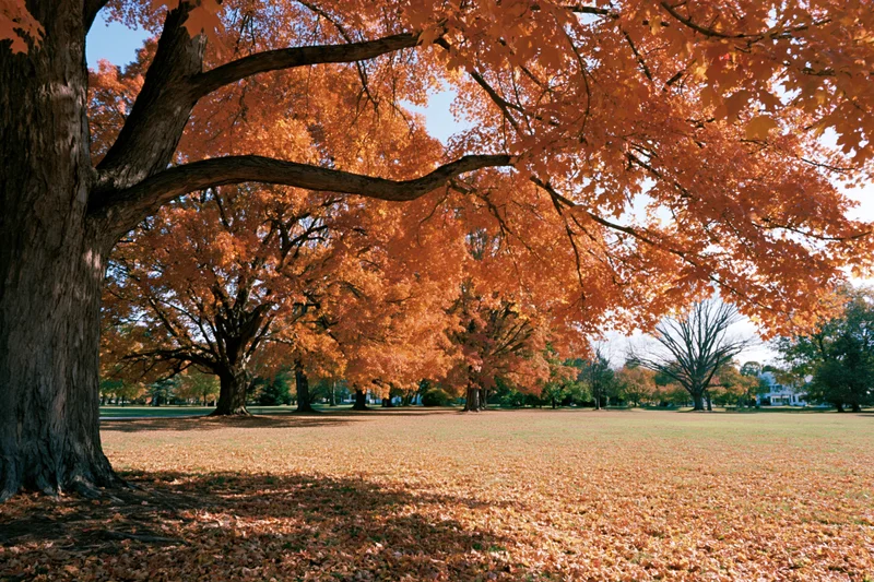 Mature maple trees in full autumn color lining an open park lawn