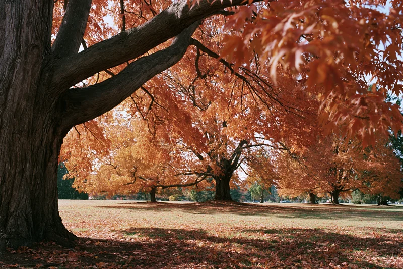Mature maple trees in full autumn color lining an open park lawn