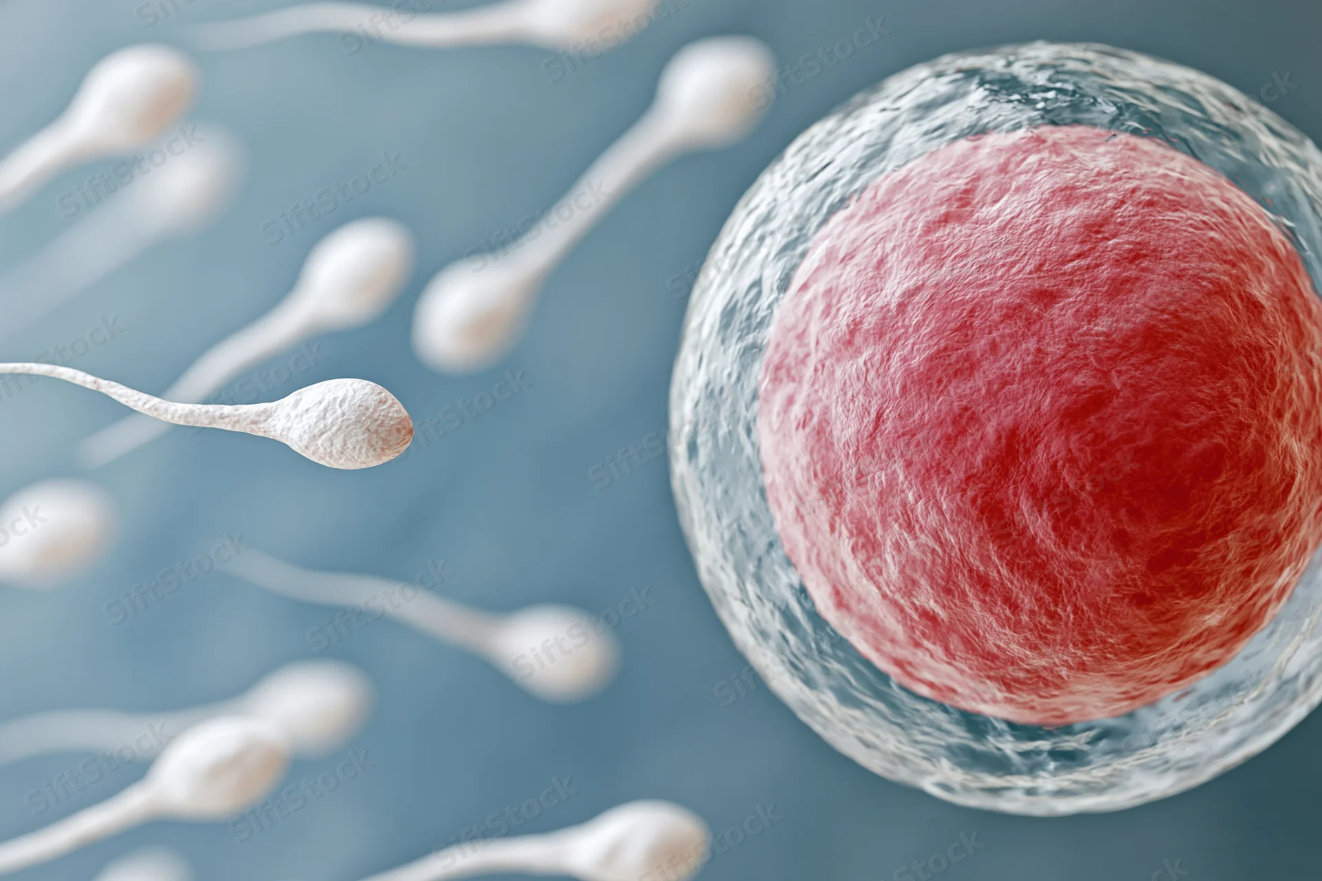 Multiple sperm cells swimming toward a single egg cell in a microscopic view