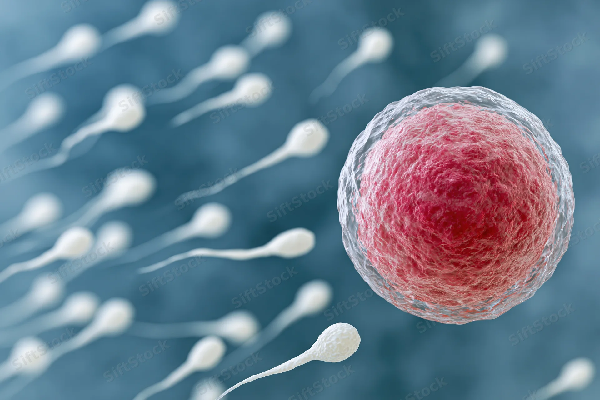Multiple sperm cells swimming toward a single egg cell in a medical illustration