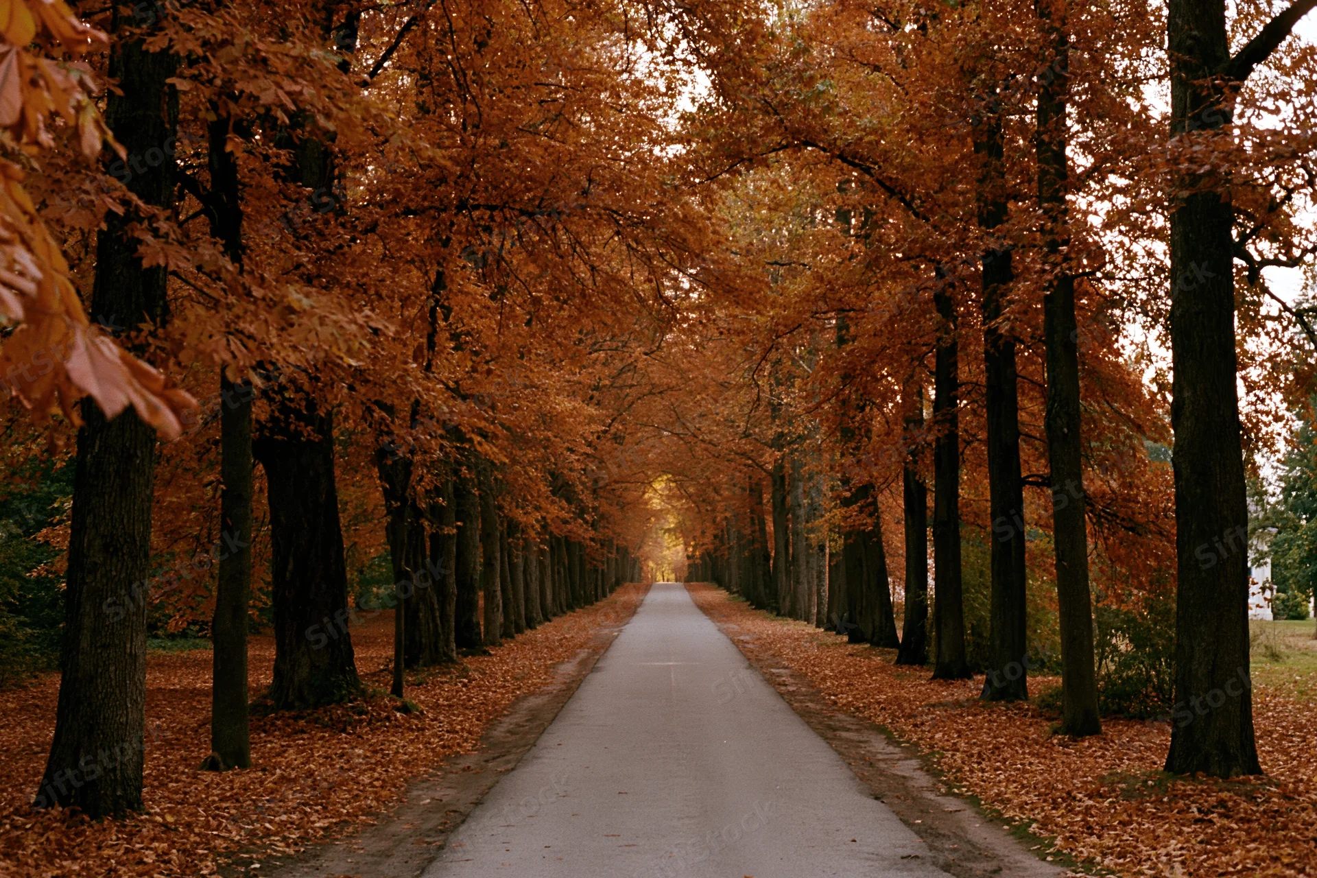 Paved path receding into distance through autumn trees forming a leafy tunnel in a park setting