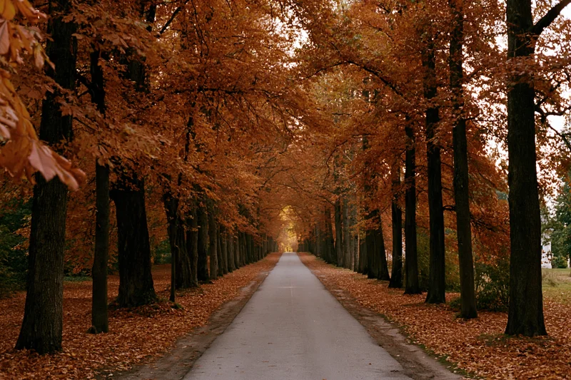 Paved path receding into distance through autumn trees forming a leafy tunnel in a park setting