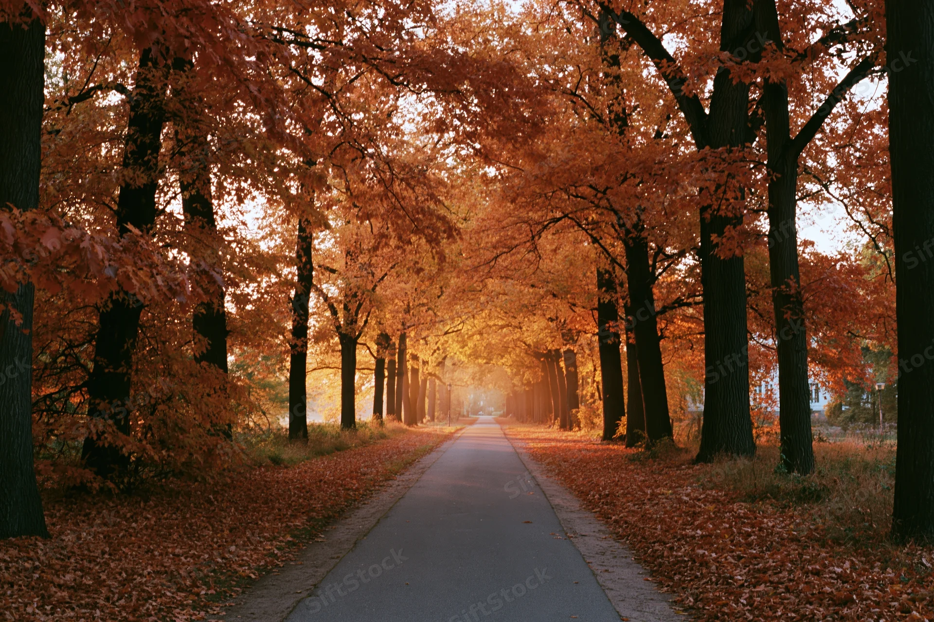 Paved path receding into distance through tunnel of autumn trees with orange leaves lining both sides