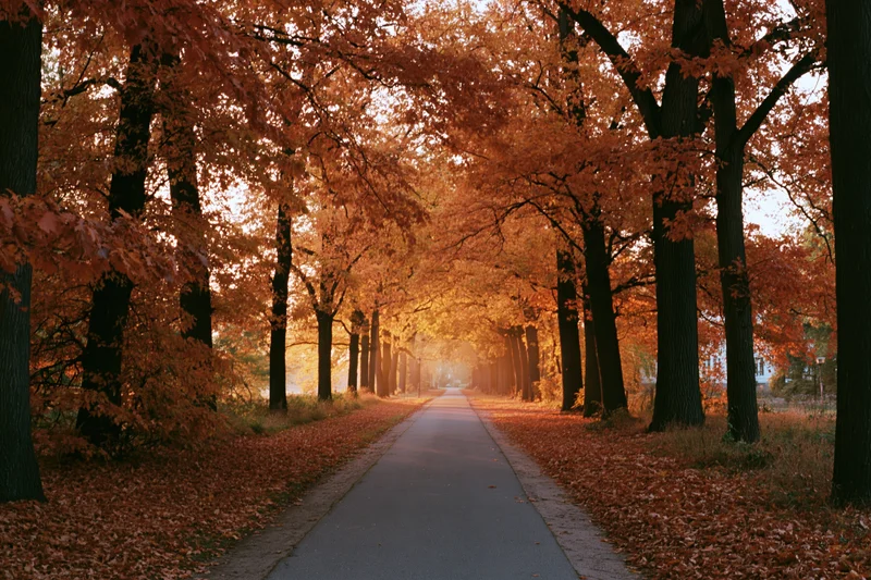 Paved path receding into distance through tunnel of autumn trees with orange leaves lining both sides