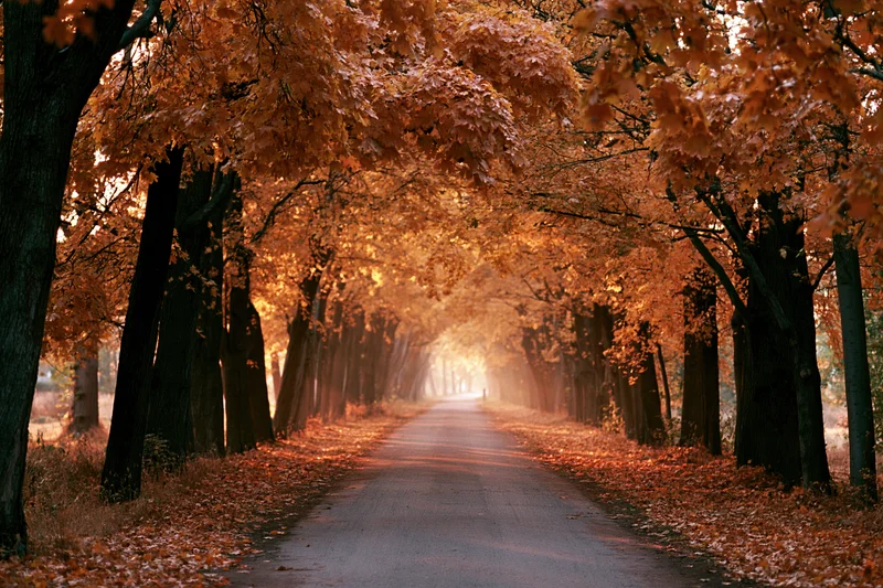 Paved path receding into distance through tunnel of autumn trees with orange foliage lining both sides