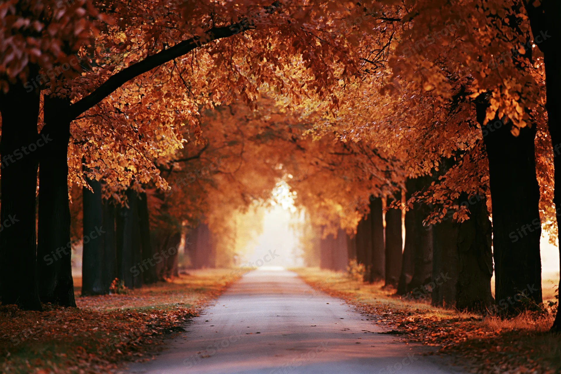 Paved path receding into distance through autumn tree tunnel with golden foliage overhead