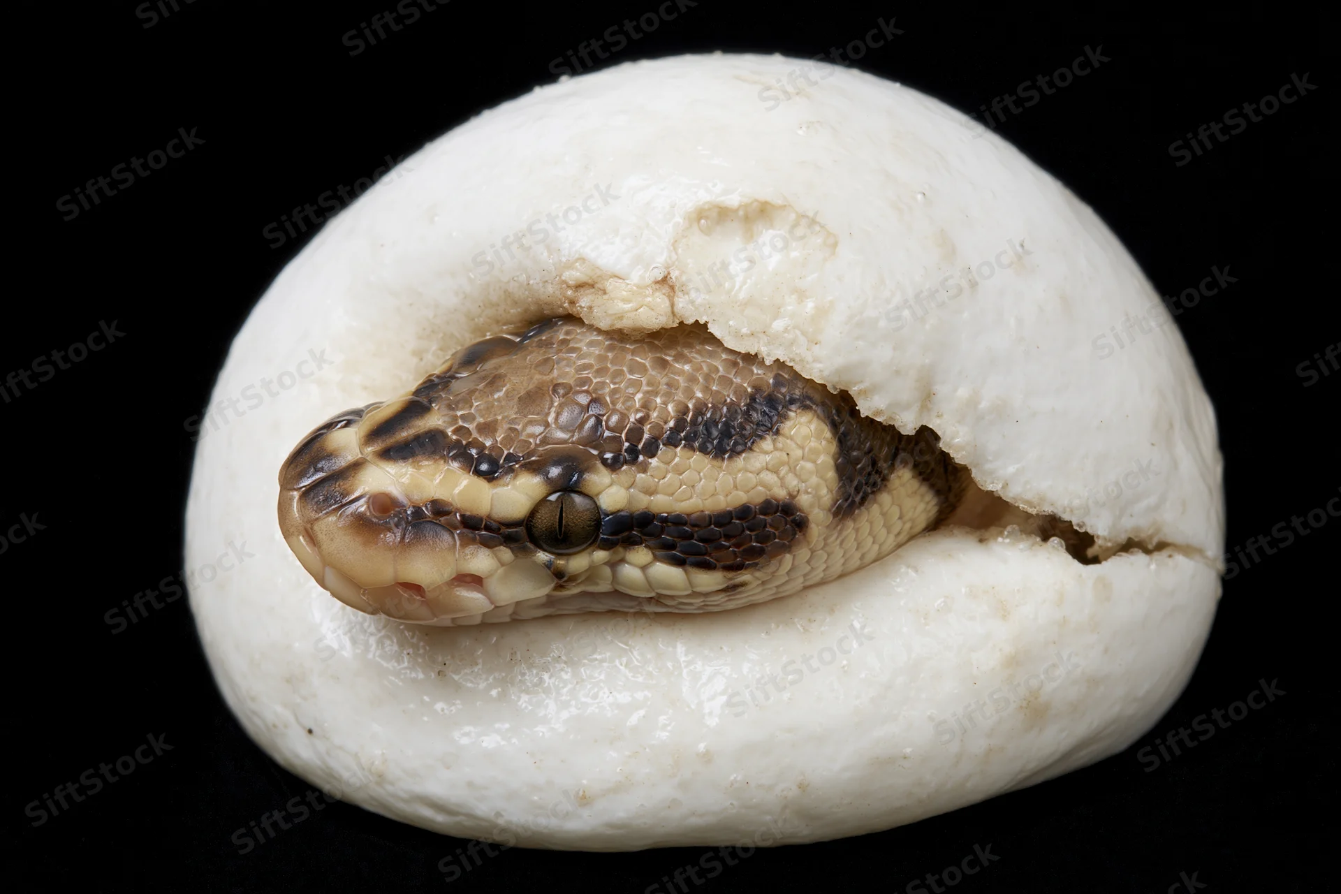 Newborn ball python hatchling emerging head-first from a white egg against black background