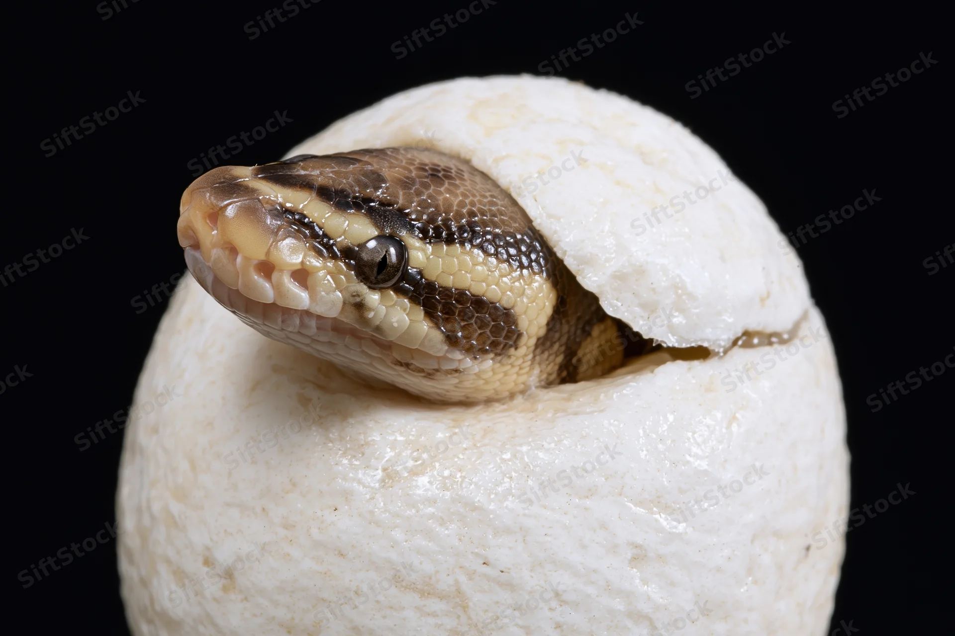 Newborn ball python hatchling emerging head-first from a white egg against black background