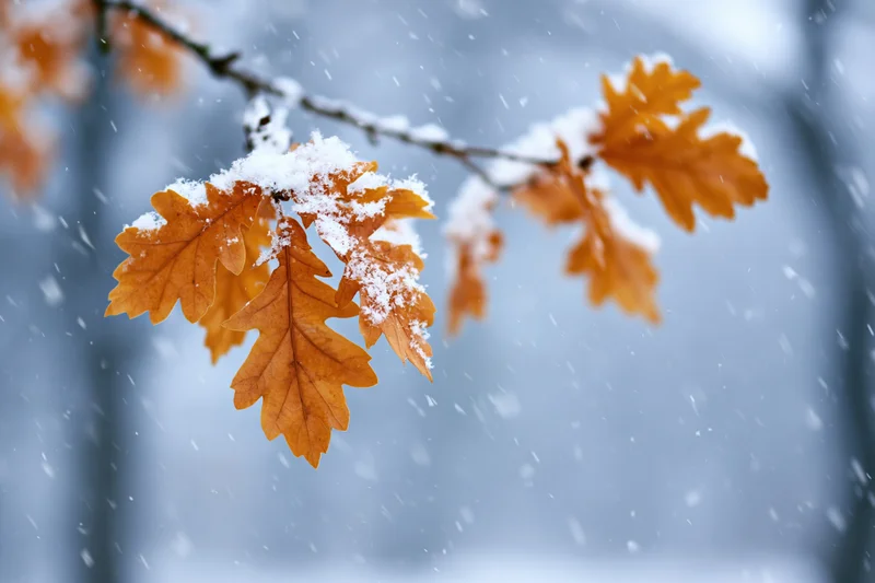 Oak branch with golden amber autumn leaves dusted with fresh snow in a forest setting
