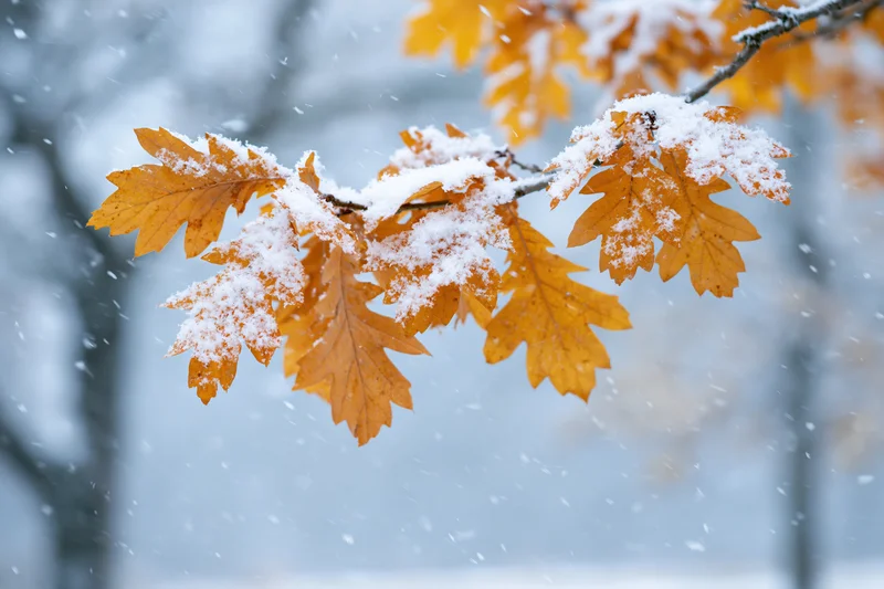 Oak branch with golden amber autumn leaves dusted with fresh snow in a winter forest setting
