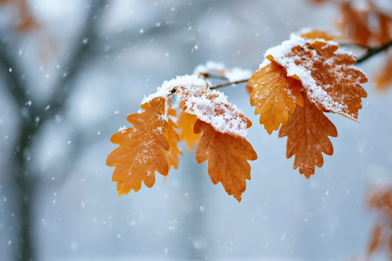 Oak branch with golden amber autumn leaves dusted with fresh snow