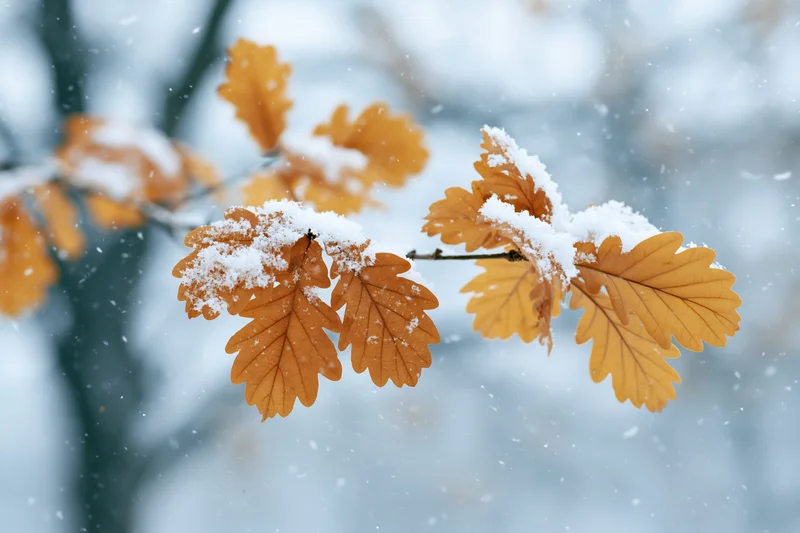 Oak branch with golden amber autumn leaves dusted with fresh snow in a snowy forest setting