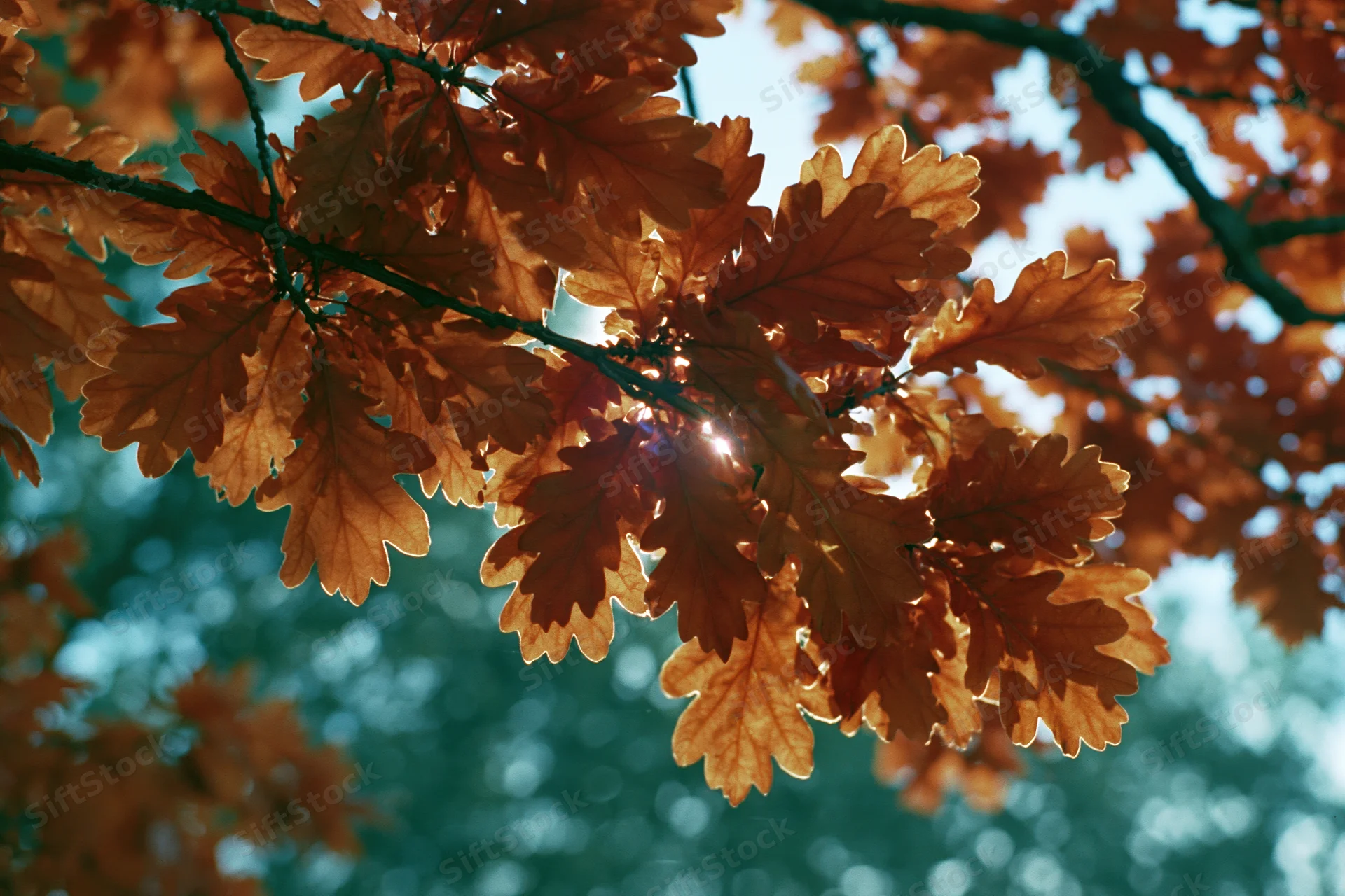 Oak tree branch with dense autumn foliage filling the frame, sunlight filtering through leaves against a blurred blue sky background