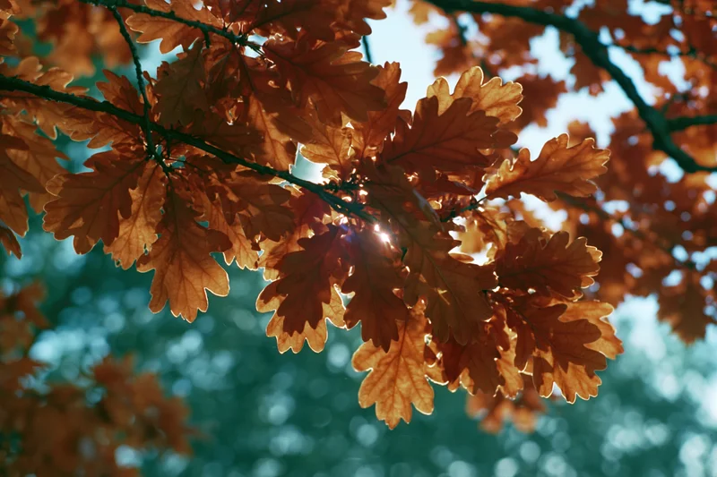 Oak tree branch with dense autumn foliage filling the frame, sunlight filtering through leaves against a blurred blue sky background