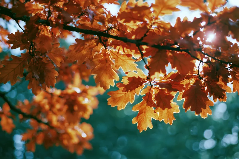 Oak tree branch with dense autumn foliage filling the frame, backlit by sunlight with blurred green background