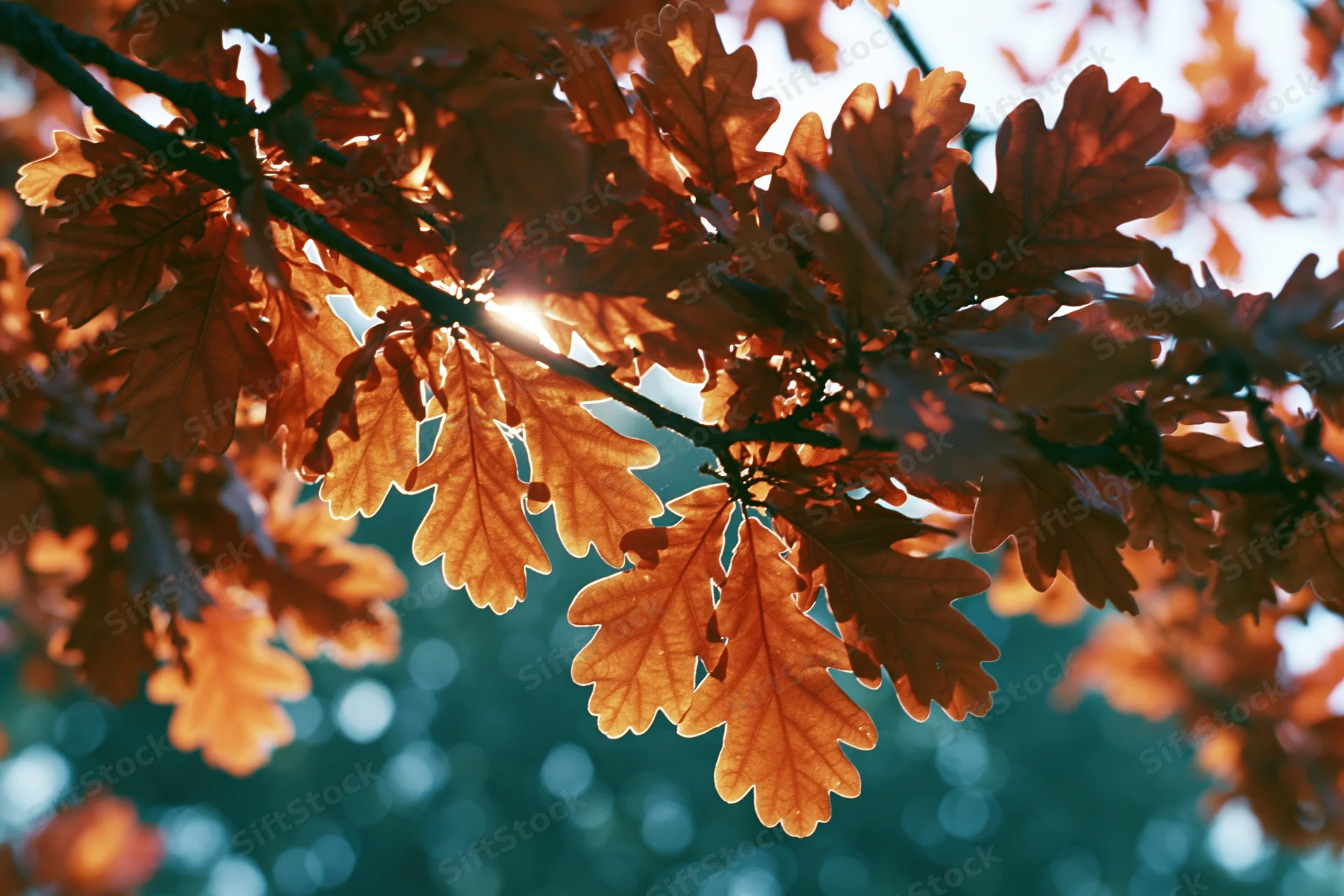 Oak tree branch with dense autumn foliage filling the frame, backlit by sunlight creating warm bokeh in the background