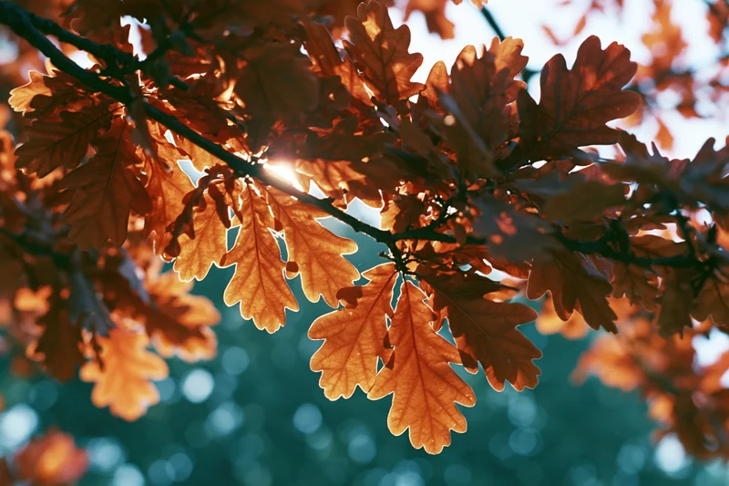 Oak tree branch with dense autumn foliage filling the frame, backlit by sunlight creating warm bokeh in the background
