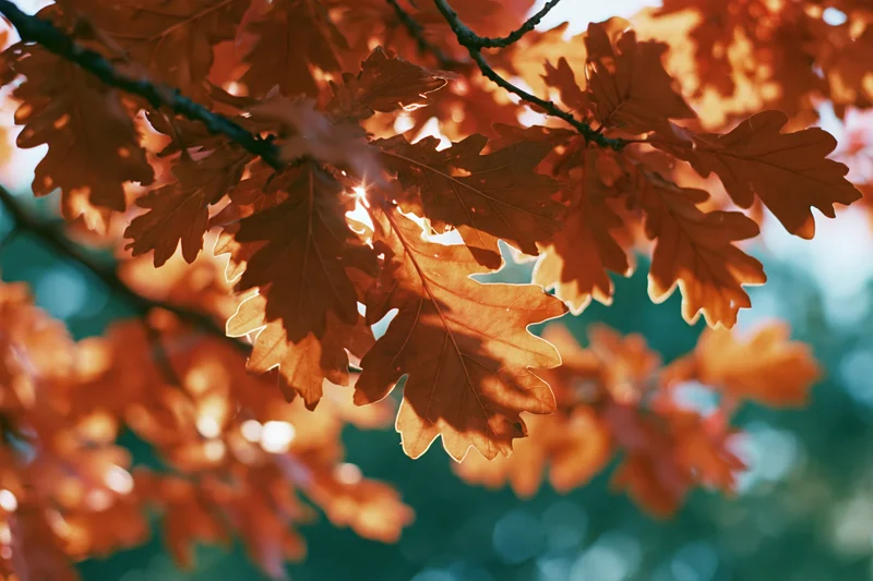 Oak tree branch with dense autumn foliage backlit by sunlight filling the frame