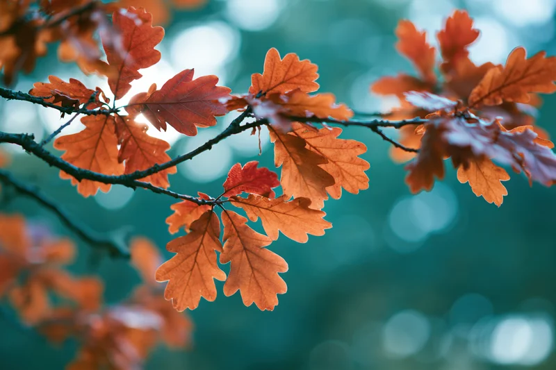 Oak tree branches with autumn leaves in warm orange and red tones against a blurred forest background