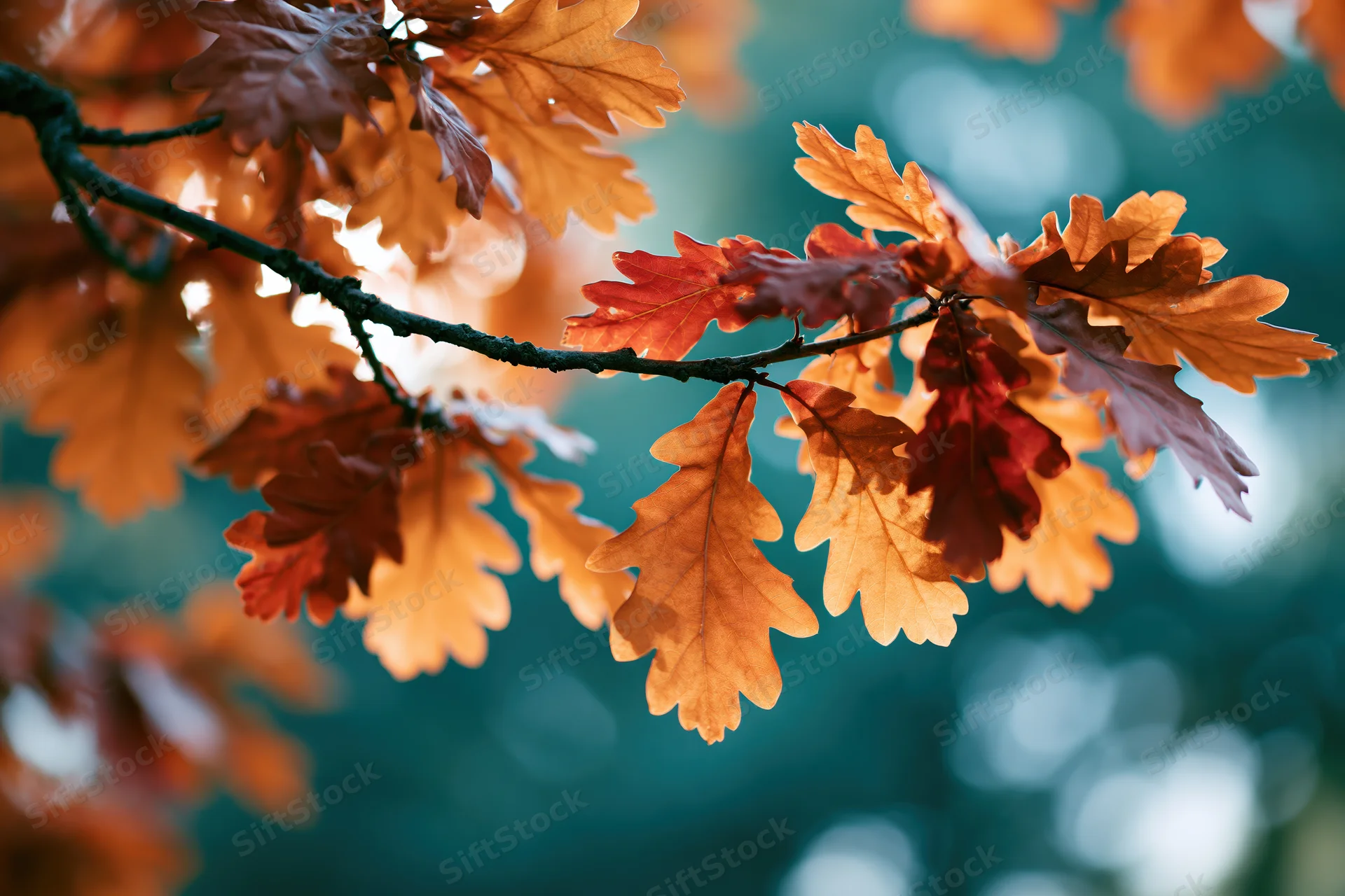 Oak tree branch with autumn leaves in warm fall colors against a blurred forest background