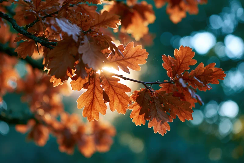 Oak tree branches with autumn leaves backlit by sunlight in a forest setting