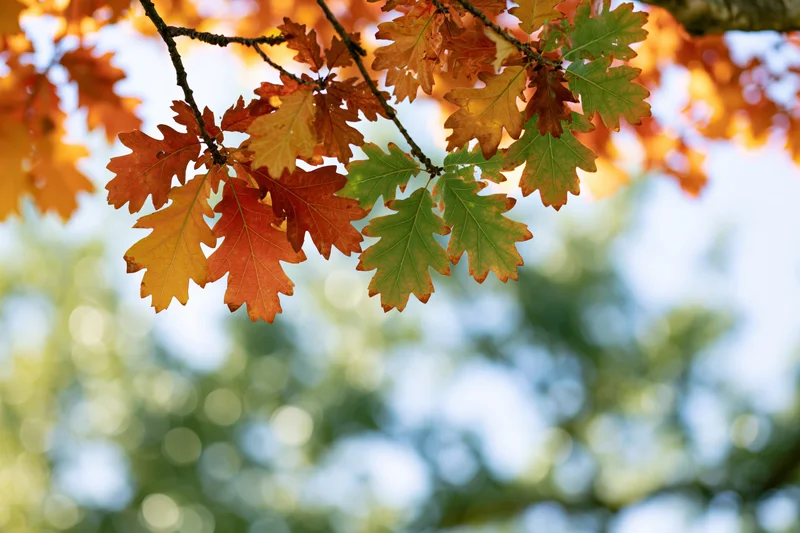 Oak tree branches with autumn leaves in orange red and yellow against a blurred sky background