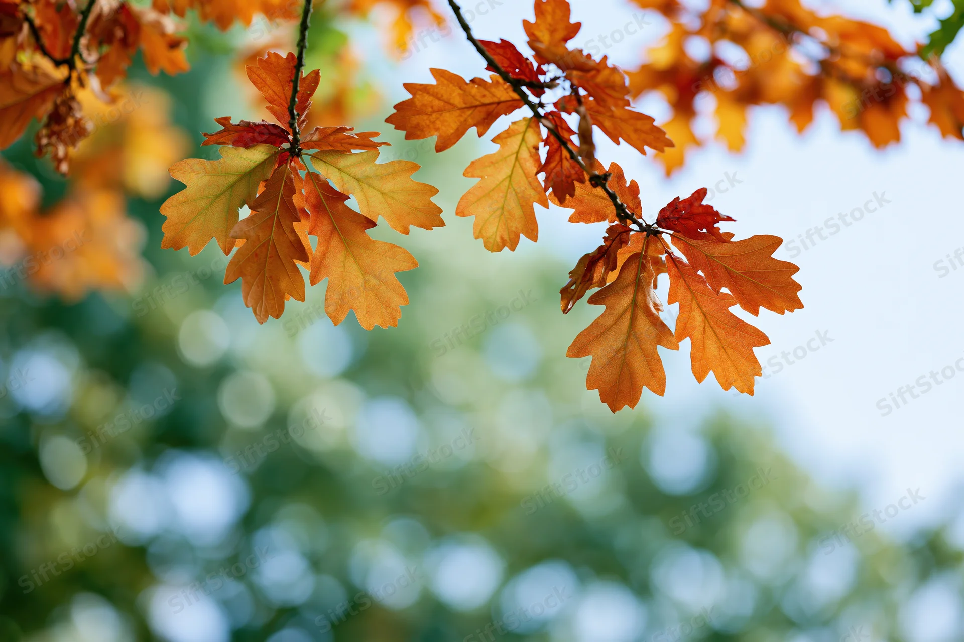 Oak tree branches with autumn leaves in orange red and yellow against a blurred sky and green foliage background
