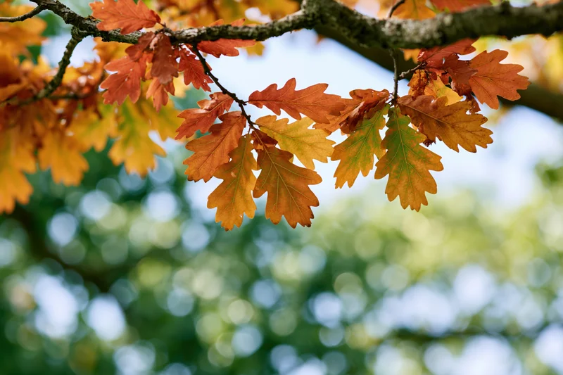 Oak tree branches with autumn leaves in orange red and yellow against a blurred green background