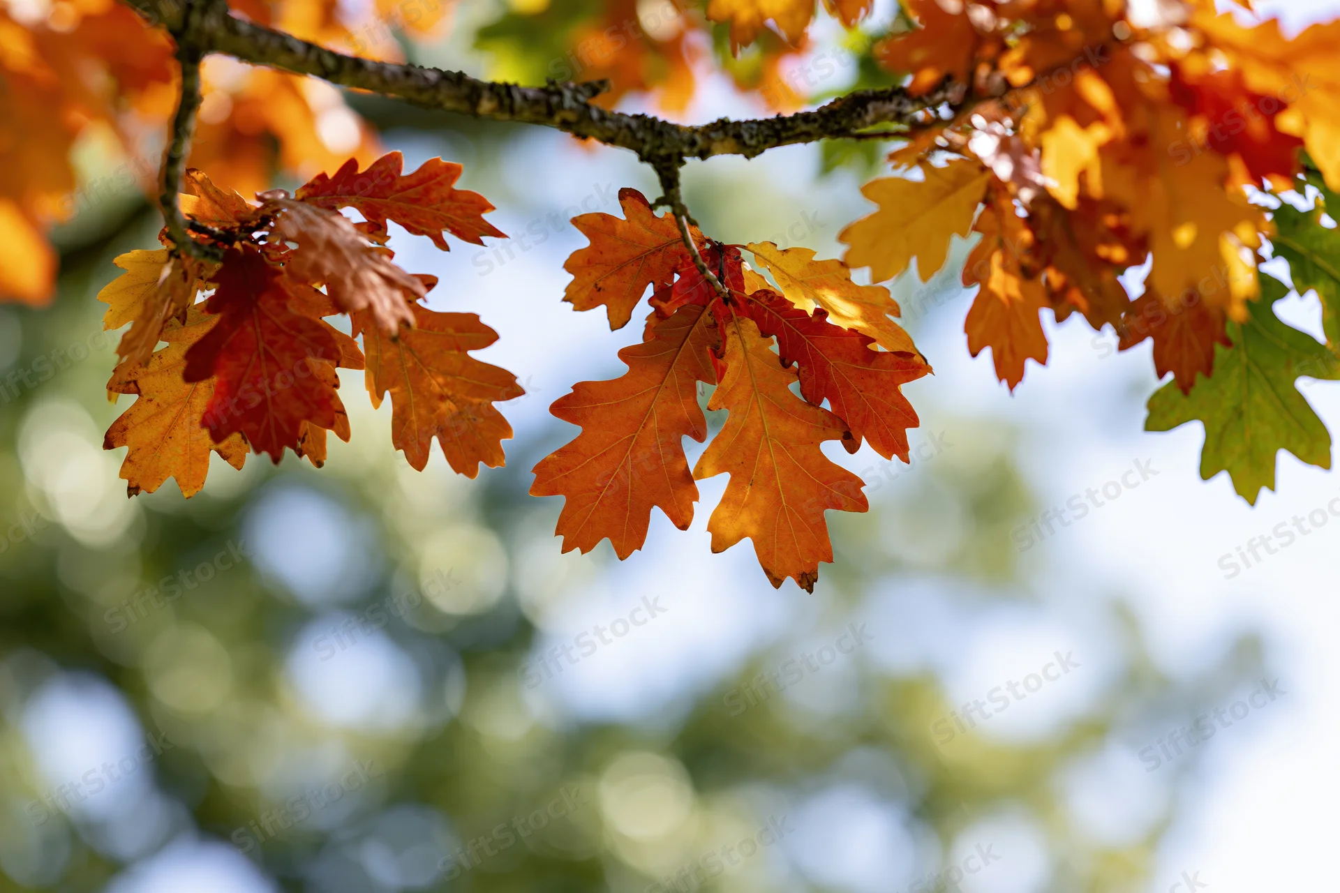 Oak tree branches with autumn leaves in orange red and yellow against a blurred sky background