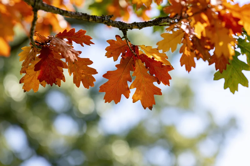 Oak tree branches with autumn leaves in orange red and yellow against a blurred sky background