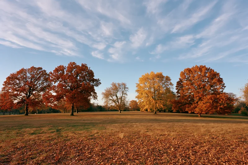 Mature oak and maple trees in autumn foliage scattered across an open park meadow under a blue sky with wispy clouds