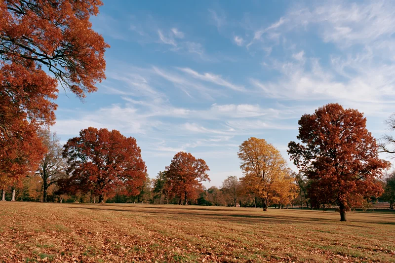 Scattered mature oak and maple trees in autumn foliage across an open park meadow under a blue sky with wispy clouds