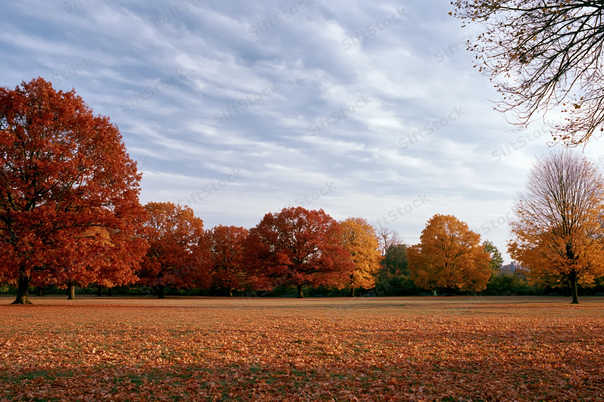 Open park meadow covered in fallen autumn leaves with mature oak and maple trees under a cloudy sky
