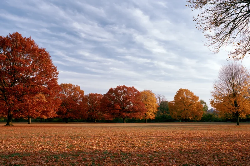Open park meadow covered in fallen autumn leaves with mature oak and maple trees under a cloudy sky