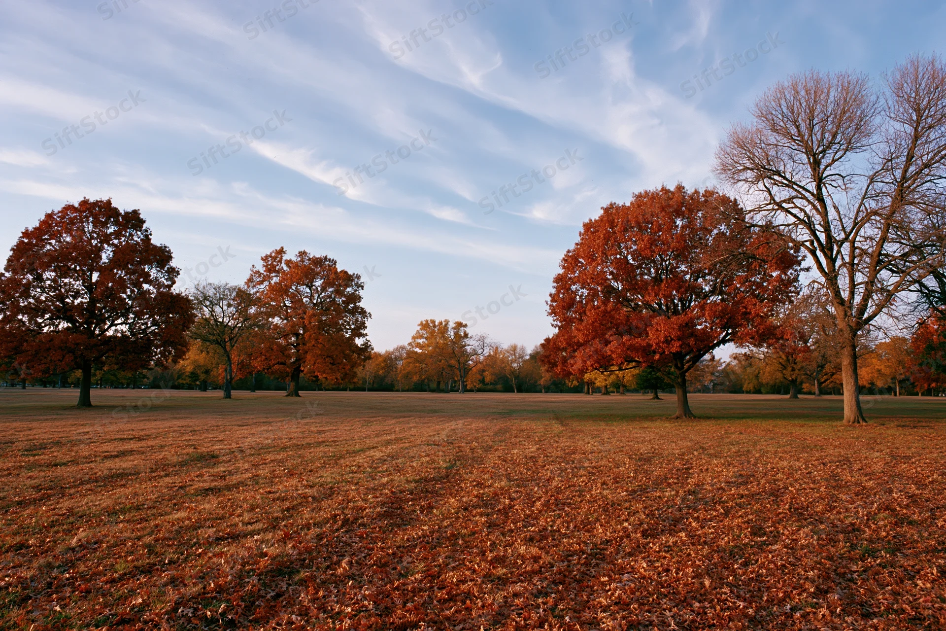 Scattered mature oak and maple trees in an open park meadow covered with fallen autumn leaves